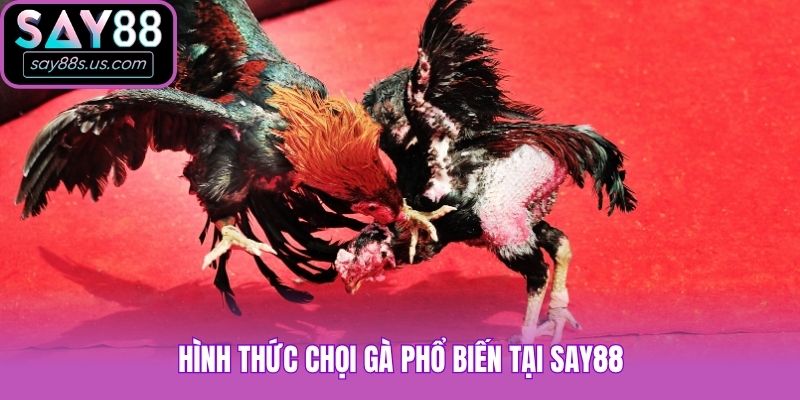 Đá Gà Say88 - Siêu Phẩm Cá Cược Được Yêu Thích Hàng Đầu Hình thức chọi gà phổ biến tại Say88