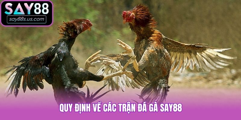 Đá Gà Say88 - Siêu Phẩm Cá Cược Được Yêu Thích Hàng Đầu Quy định về các trận đá gà Say88
