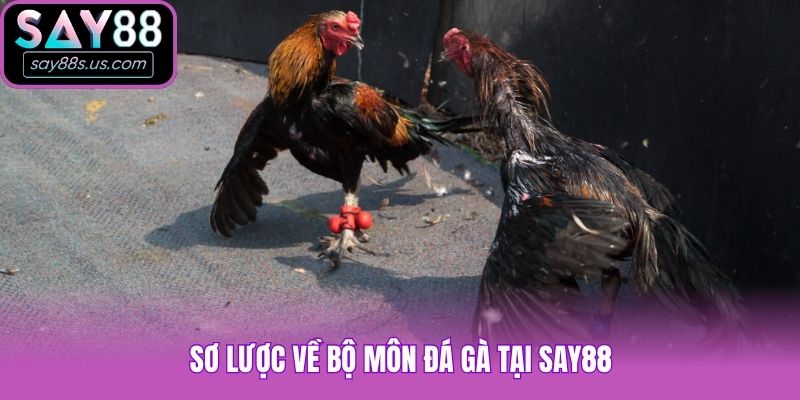 Đá Gà Say88 - Siêu Phẩm Cá Cược Được Yêu Thích Hàng Đầu Sơ lược về bộ môn đá gà tại Say88